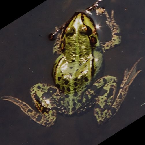 Creation of Frog X-ray: Step 2